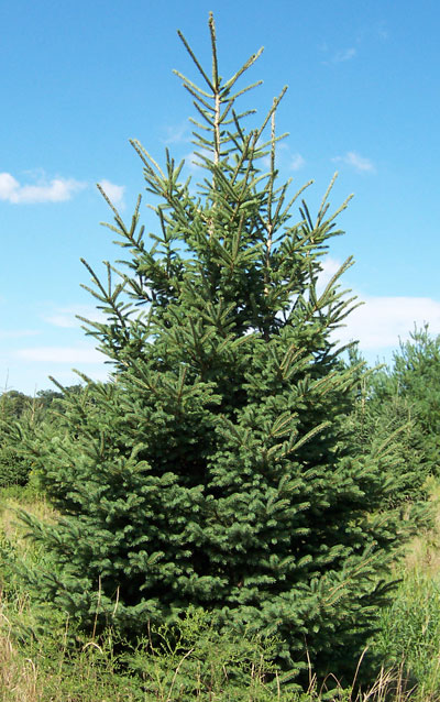 Black Hills Spruce | Fir Ever Green Tree Farm